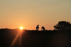 PHOTO-2020-05-25-15-14-05-1