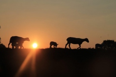 PHOTO-2020-05-25-15-14-05