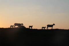 PHOTO-2020-05-25-15-14-06-2