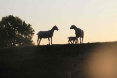 PHOTO-2020-05-25-15-14-06-3