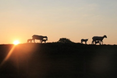 PHOTO-2020-05-25-15-14-07-2