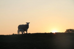 PHOTO-2020-05-25-15-14-08-1