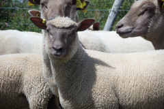 SAMSUNG CAMERA PICTURES