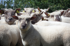 SAMSUNG CAMERA PICTURES