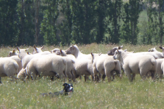 SAMSUNG CAMERA PICTURES